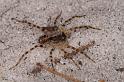 Arctosa_ZZ613_D7950_Z_90_North Stradbroke island_Australie